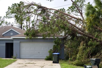 Storm Damage Tree Scene