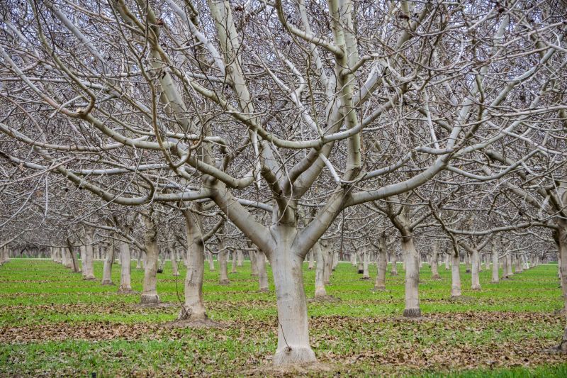 Pear Trees Pruning