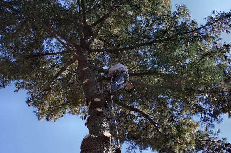 Tree Pruning by a Professional
