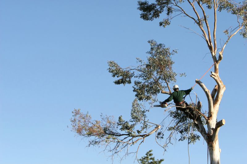 Tree Climbing and Pruning