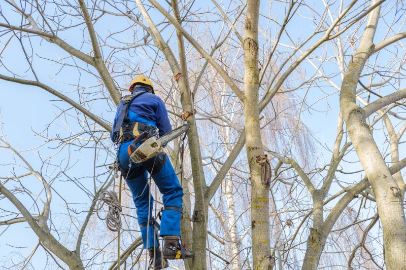 Safety Gear for Tree Trimming