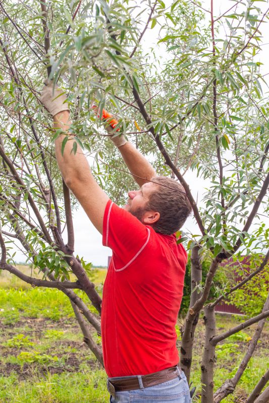 Pruned Tree Branches