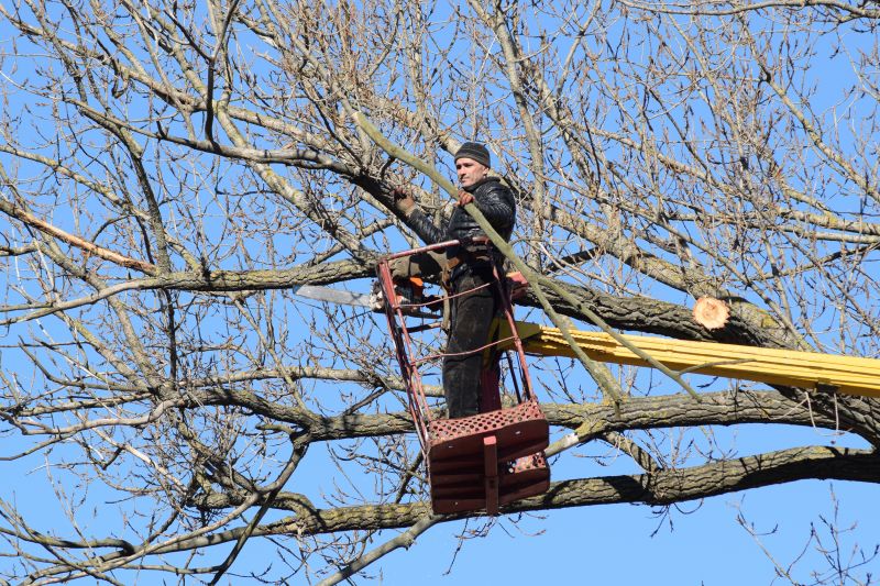 Emergency Tree Services