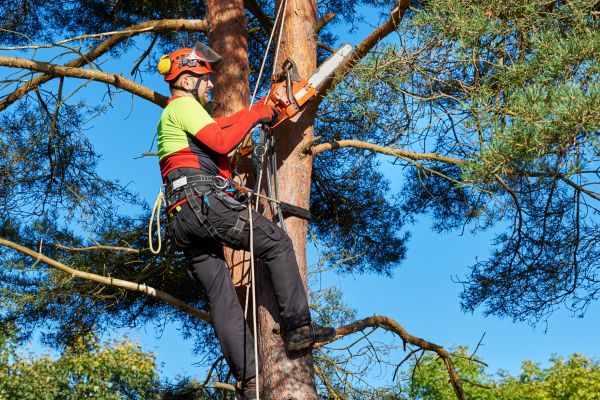 Tree Service in Independence